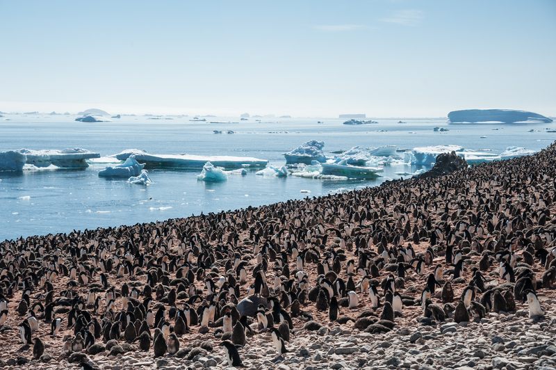 Penguin colony on an Antarctic shore