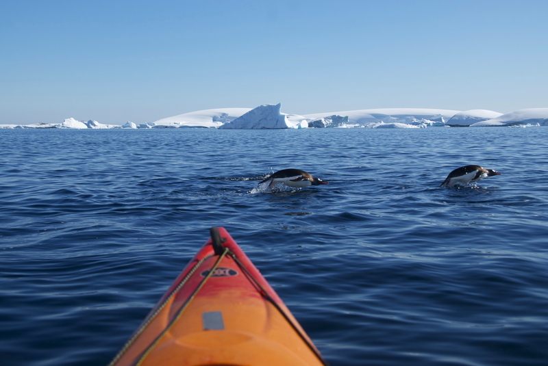 Sea kayak among swimming penguins