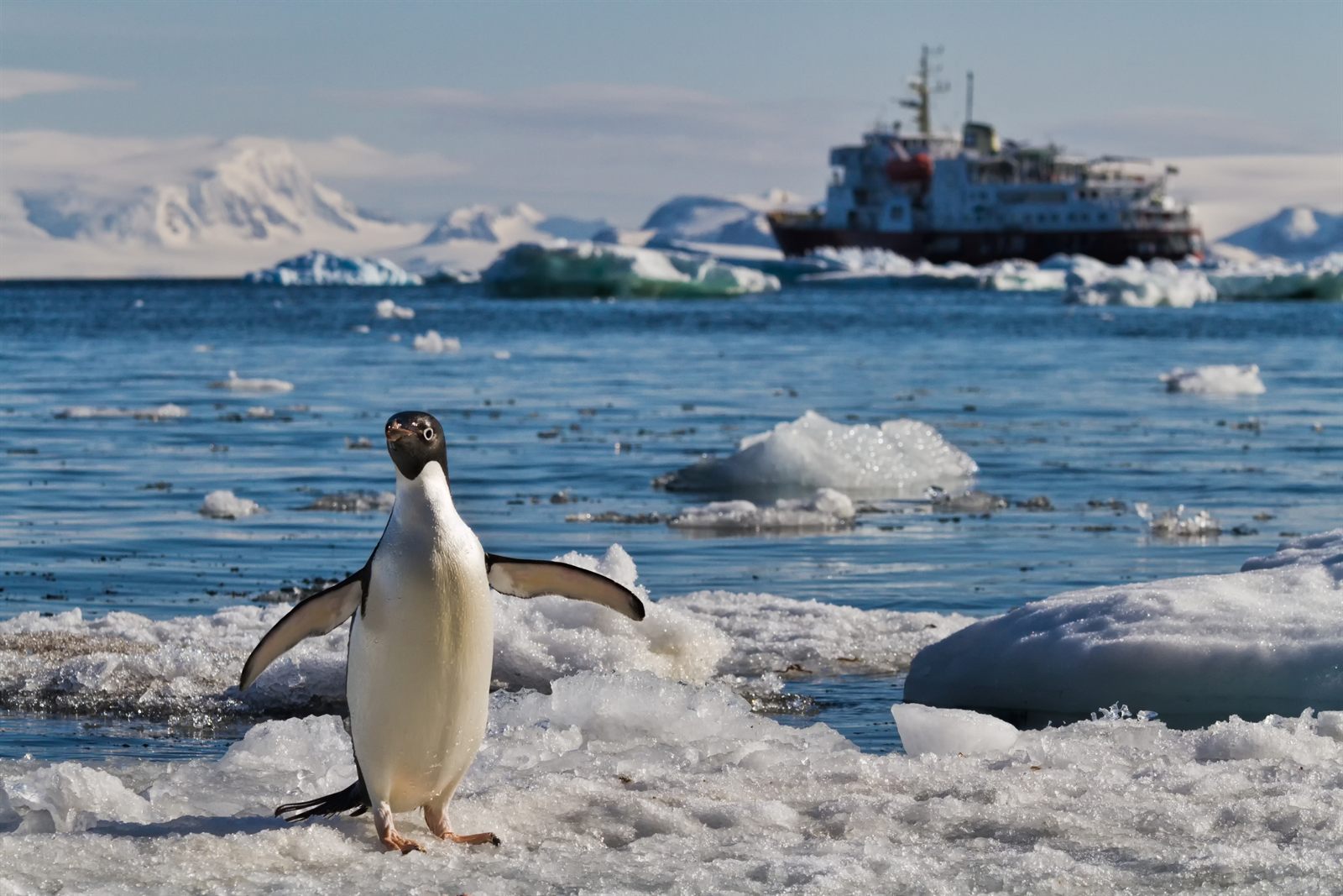 Adelie penguin standing on sea ice with an expedition ship behind among floes