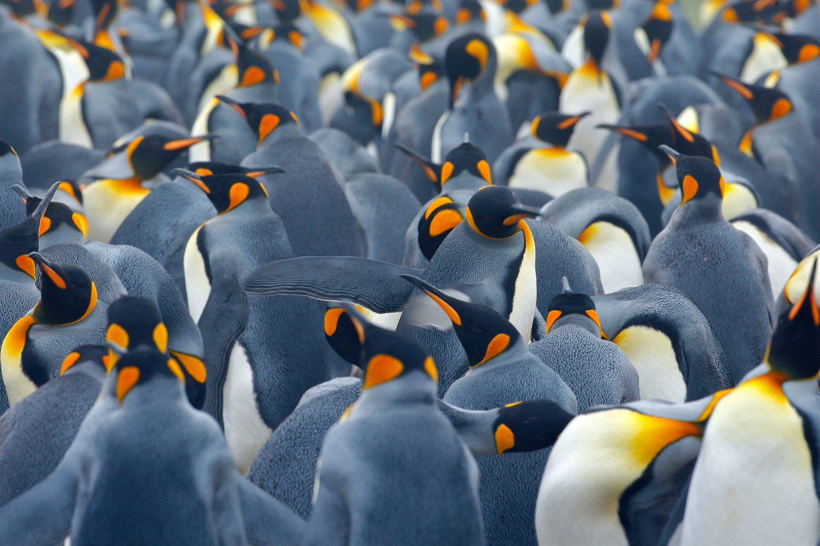 Dense crowd of king penguins with orange neck markings